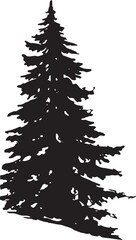 Spruce Fir Vector 