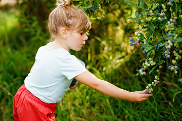 Little preschool girl picking fresh berries on blueberry field. Toddler child pick blue berry on organic orchard farm. Toddler farming. Preschooler gardening. Summer family fun. Healthy bio food.