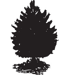 Young Pine Tree Vector 