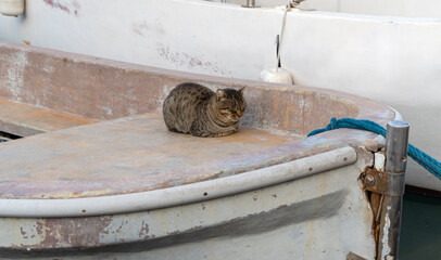 fishing boats and big cat