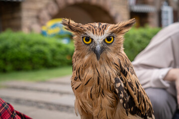 A Gorgeous Eagle Owl
