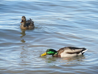 Mallard Duck Couple Swimming in Lake