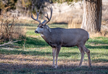 A large and fairly dominant Mule Deer buck protecting its harom of does in a field within the city limits in Canon City, Colorado.
