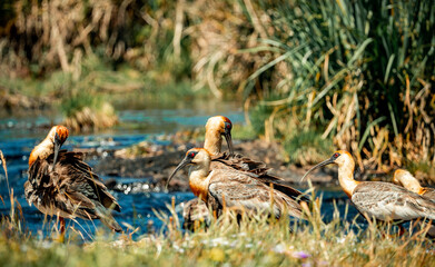 Photo of Curicaca bird in Brazil