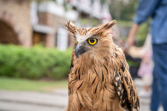 A Gorgeous Eagle Owl