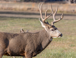 Obraz premium An Urban Mule Deer Buck in Canon City, Colorado
