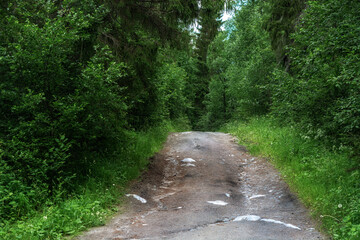 Picturesque forest rocky path with dense thickets of trees somewhere in Karelia.