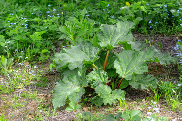 Small green bush of rhubarb at their summer cottage.