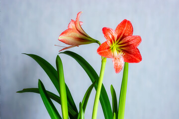 Bright, colorful flowers of hippeastrum red with green leaves on a gray background.