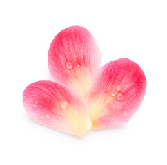 Pink flower petals with raindrops isolated on white background