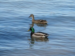 Mallard Duck Couple Swimming in Lake