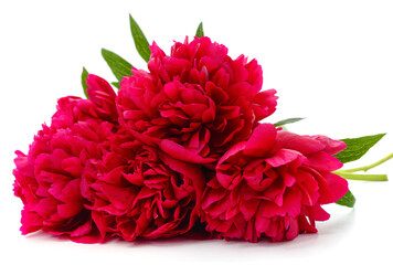 Red peonies with green leaves.