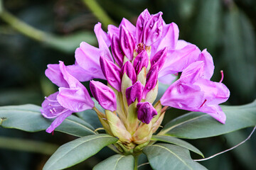 close up of a purple rhododendron flower