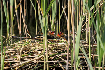 Young chicks of Euroasian (comon) Coot in nest