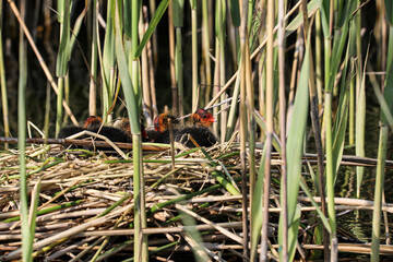 young coots chicks in the nest