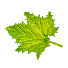 Green leaf of zucchini on a white background, pumpkin foliage.
