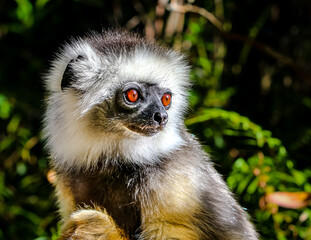 Verreaux's Sifaka Lemur