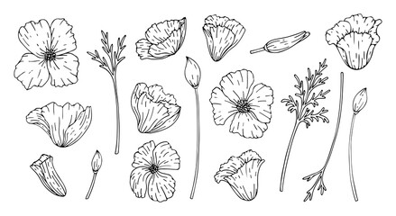 Set of flowers poppy isolated on white background