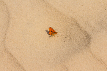 A butterfly on the sand in the 