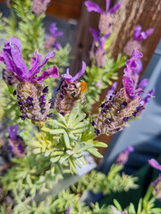 Bumblebee portrait on purple flower