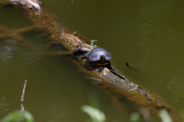 This cute little red-ear slider turtle was sitting on this log in the middle of this algae filled pond trying to get some sun. I love the way the sun is shining off the shell.