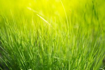 green grass background