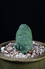 Dinosaur back plant crested blue candle (Myrtillocactus geometrizans forma cristata)