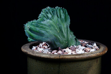 Dinosaur back plant crested blue candle (Myrtillocactus geometrizans forma cristata)