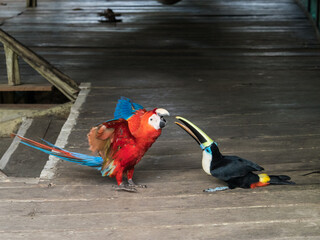 Obraz premium Tucan and parrot