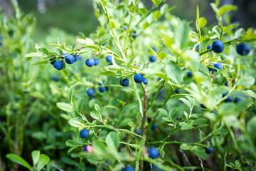 Green bush of wild forest ripe blueberries