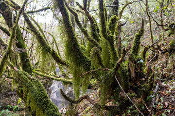 Fototapeta premium Mountain forest near a waterfall, tree trunks shrouded in green moss