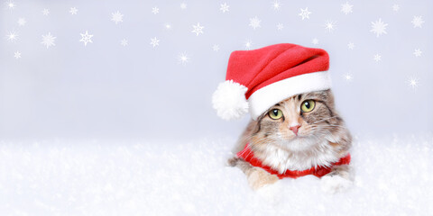 Kitten on a white background. Happy New Year. Merry Christmas. Web banner. Copy space. Cat in a Xmas red hat. Snowflake. Ready postcard 2023. Cat
in Santa costume looks at the camera. Greeting card