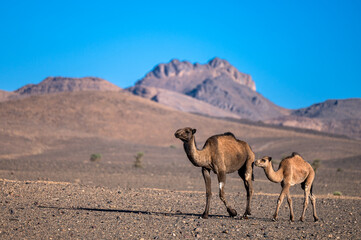 The dromedary camels walking in the Sahara Desert in the Anti-Atlas Mountains in Morocco.