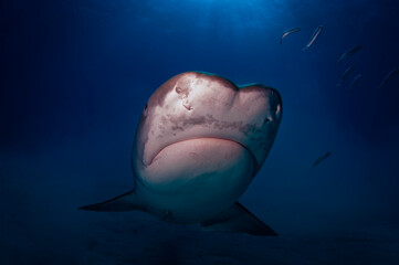 There are several individual tiger sharks at Tiger Beach that can be identified by scars and other...