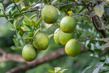 Montañas en Santa Fe naturaleza verde 