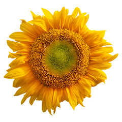 Yellow sunflower isolated on transparent background