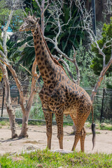 Obraz premium Giraffe