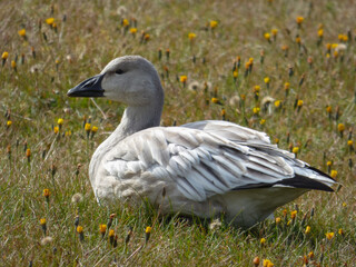goose on the grass