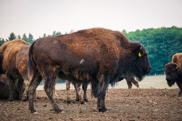 Bisons auf der Weide