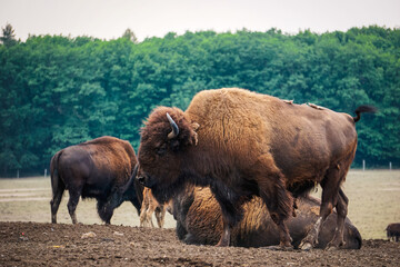 Bisons auf der Weide