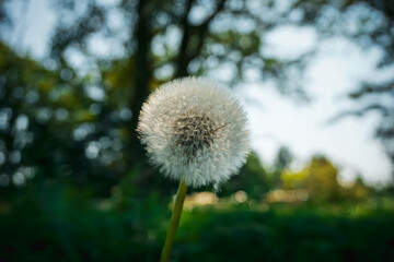 Pusteblume