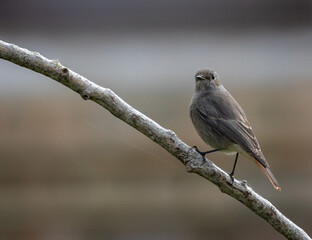 Different birds with their feeding routines, observation, perched, etc. in these winter days