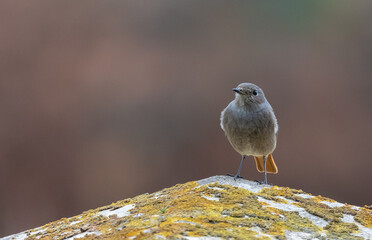 Different birds with their feeding routines, observation, perched, etc. in these winter days