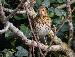 Different birds with their feeding routines, observation, perched, etc. in these winter days
