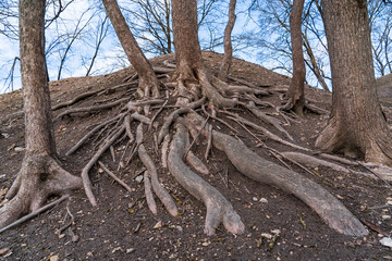A close-up of intricately intertwined tree roots on an earthen mound. Winter time. Tree branches without leaves against the sky.