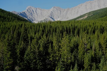 Landscape with forest and mountain 