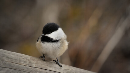 Black-Capped Chickadee on Log in Winter