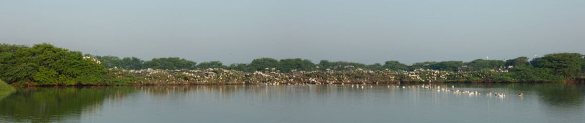 Panoramic view of Uppalapadu Bird Sanctuary, Guntur,  India