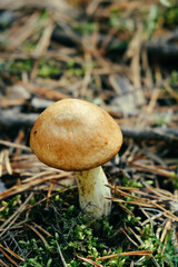 mushroom in the grass