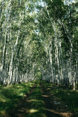 footpath in the woods